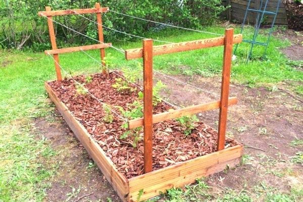 palissage hollandais pour framboisier