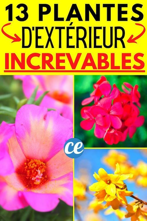 13 plantes increvables à l'extérieur pour le jardin de la maison