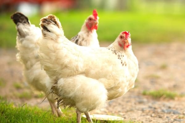 deux poulardes blanches