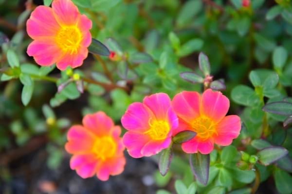 pourpier fleurs rose
