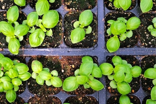 jeunes pousses de basilic dans de petits pots