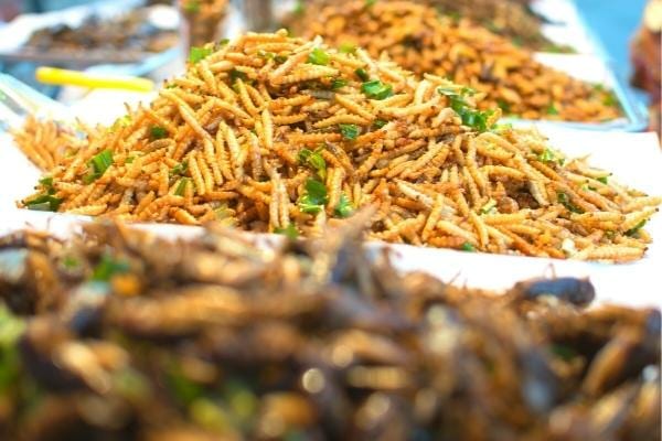 Proteinreiche Insekten, die Fleisch ersetzen können