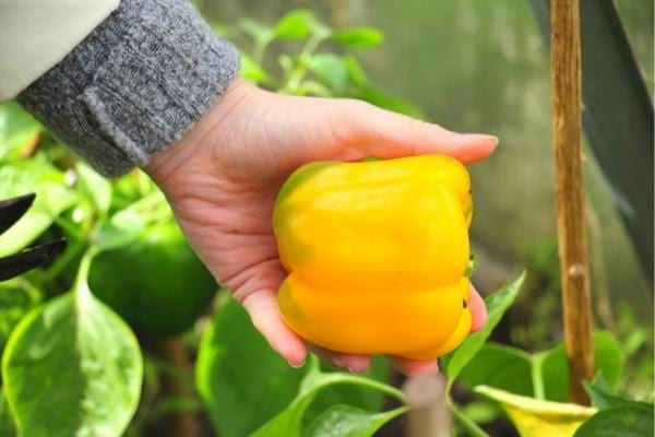 Un poivron jaune tenue dans une main riche en vitamine C