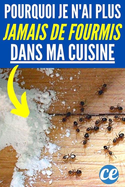 L'astuce magique pour éloigner les insectes de la cuisine.