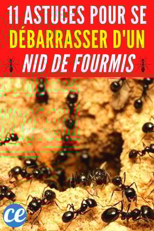 Des astuces naturelles et efficaces pour se débarrasser d'un nid de fourmis à la maison