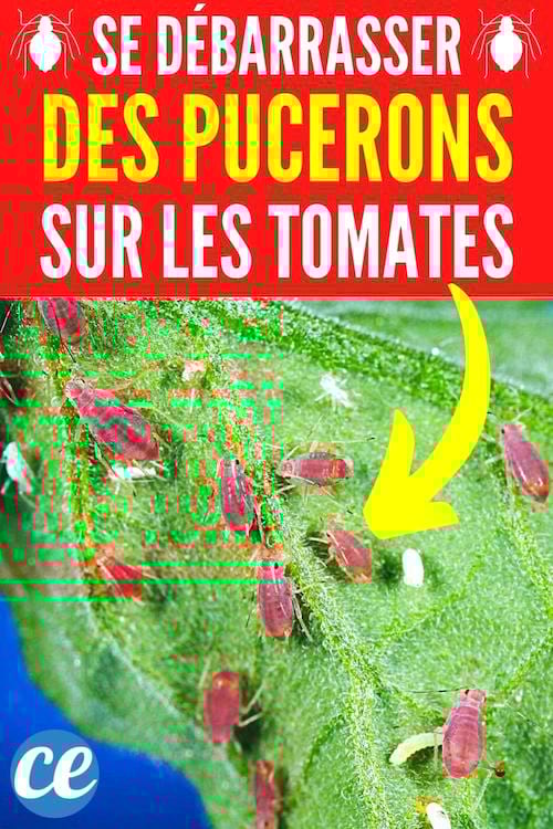 des pucerons sur les tomates qui sont tués par des astuces naturels
