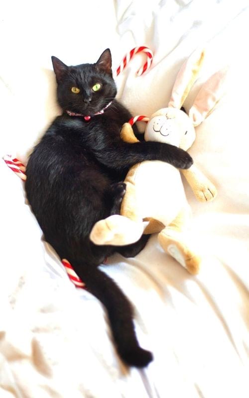 chat noir avec une peluche