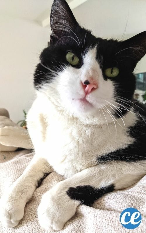 chat noir et blanc air gentil