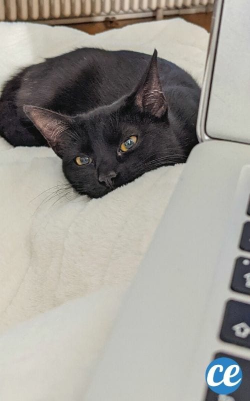 chat noir couché sur canapé blanc