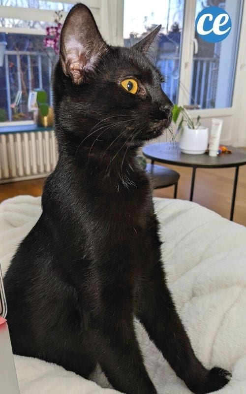 chat noir qui repousse les énergies négatives