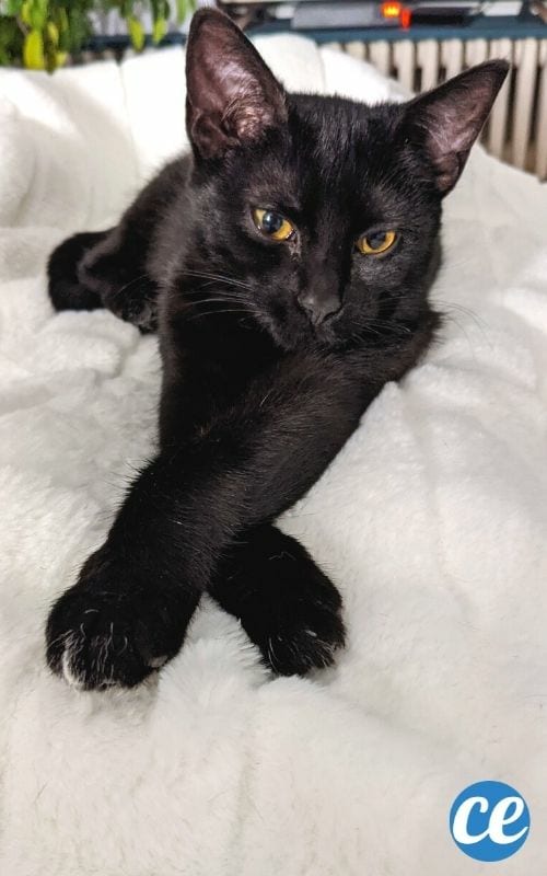 chat noir avec les pattes croisées
