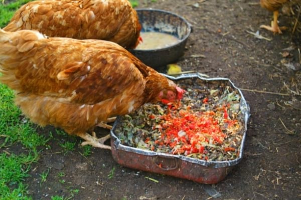 hens eating vegetable peelings