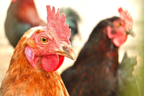 natural treatment for chicken parasites