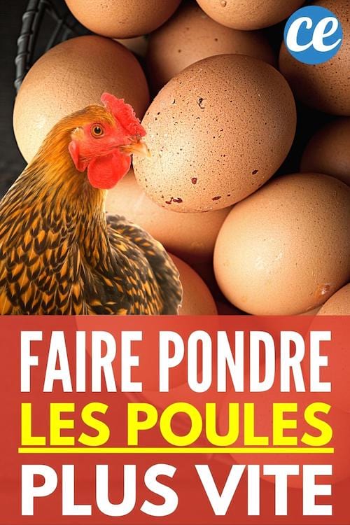 9 Astuces Pour Faire Pondre Une Poule (Beaucoup) Plus Vite.