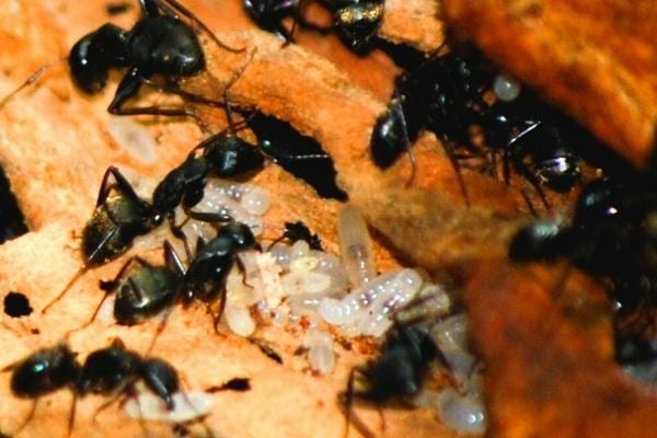 Des fourmis charpentières et des larves qui creusent le bois