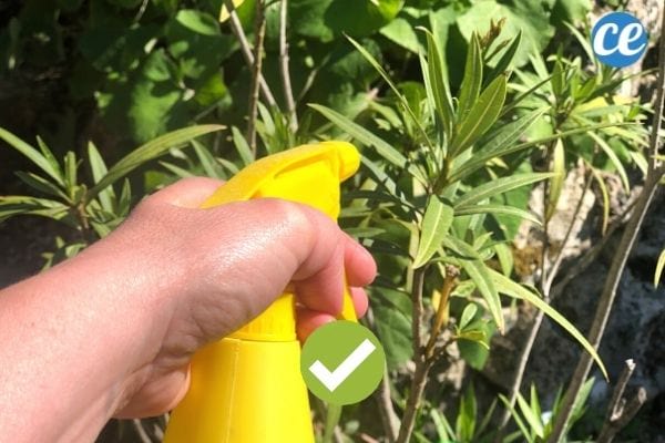 un insecticide naturel dans un spray jaune pour lutter contre les fourmis sur les plantes