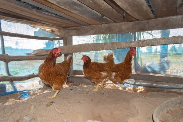how to clean a chicken coop easily