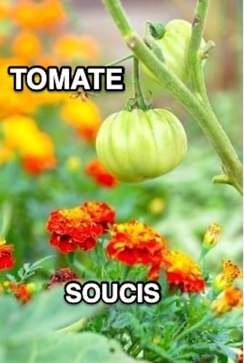 Les soucis et autres plantes compagnes peuvent protéger les tomates des pucerons.