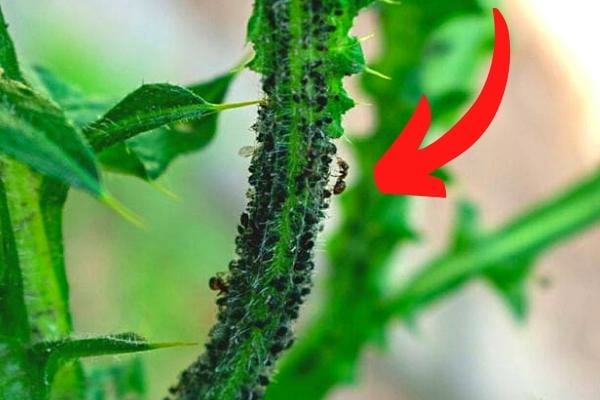 Une branche de plante pleine de fourmis où il faut pulvériser du vinaigre blanc