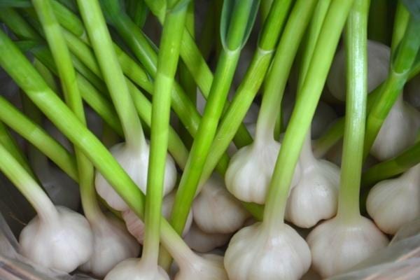 De l'ail pour des bienfaits médicaux