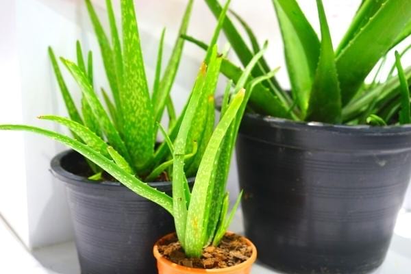 De l'Aloe Vera pour des bienfaits médicaux