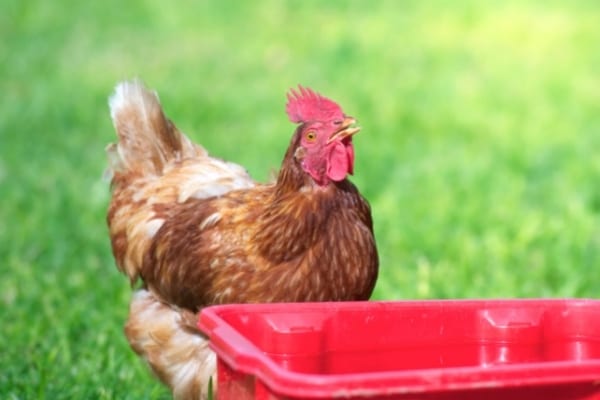 hen drinking from a red basin