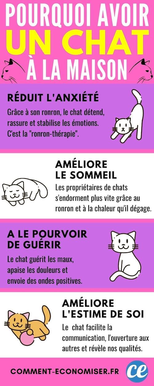 Chat : ce que le ronron révèle 