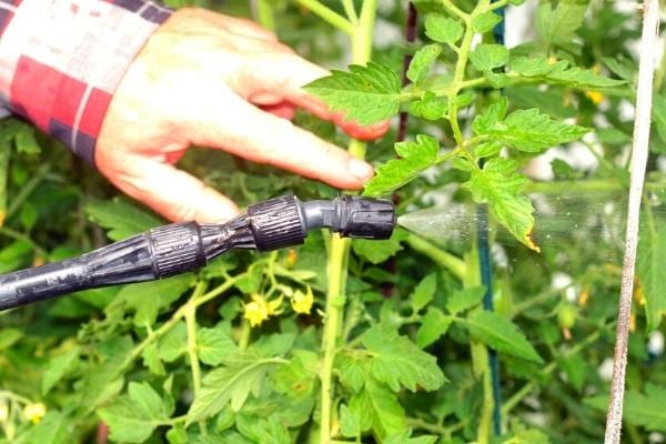 Vous pouvez faire vos propres sprays naturels pour éliminer les pucerons de vos tomates.