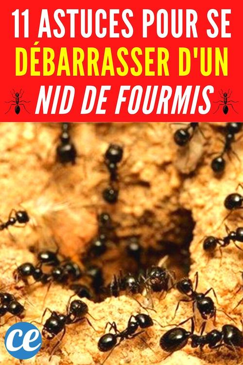 Nid de Fourmis 11 Astuces Pour S'en Débarrasser Facilement. — free download
