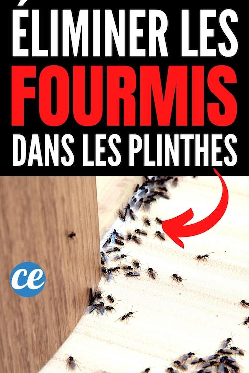 10 Astuces Pour Enfin se Débarrasser des Fourmis Dans les Plinthes. — free download