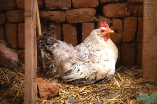 what is brooder syndrome in hens