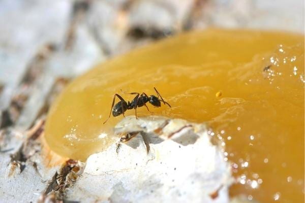 Un mélange miel et sel comme piège à fourmis charpentières