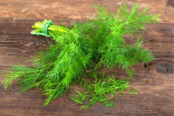 aneth médicinale contre le hoquet et maux de ventre
