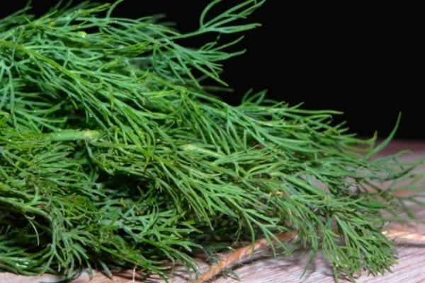 digestion facile avec l'aneth