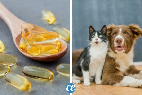 huile de foie de morue bienfaits pour chien et chat