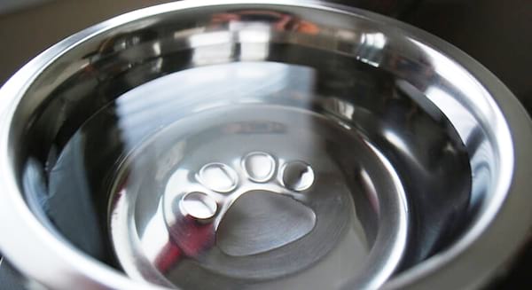 Une gamelle d'eau pour chien toute propre qui a été nettoyée avec du vinaigre blanc