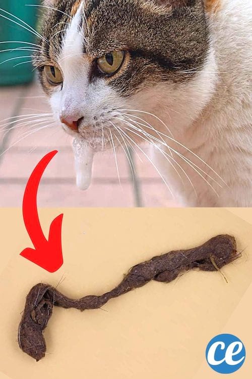 Un chat qui vomit une boule de poils et les solutions pour éviter ça
