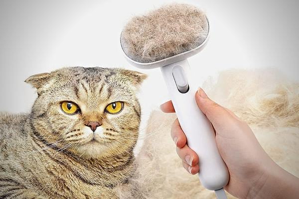 Spezielle Katzenbürste