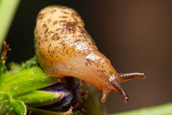 une limace sur une plante