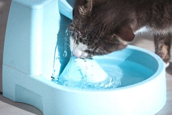 chat qui boit dans une fontaine à eau