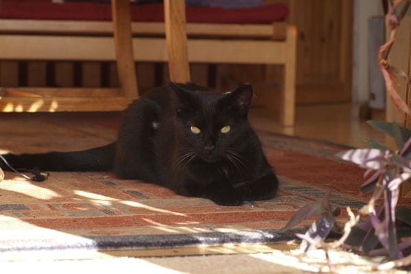 chat noir au frais dans une pièce ombragée