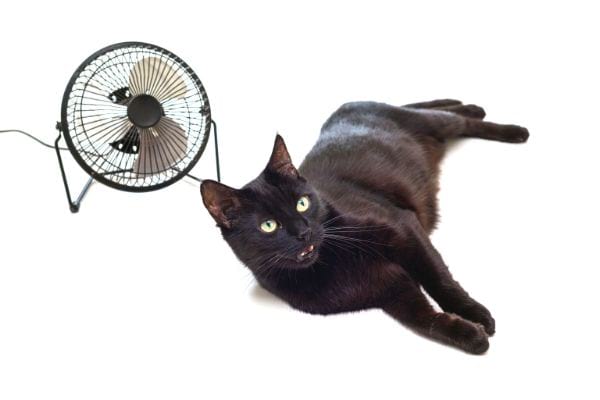 chat noir avec un ventilateur noir