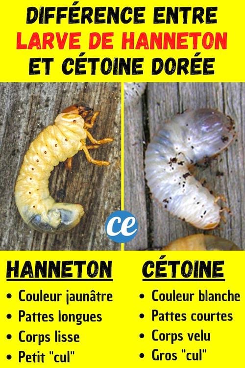 DIFFÉRENCE entre larve de hanneton ou de cétoine dorée