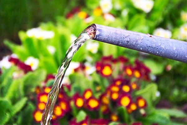eau claire pour arroser fleurs