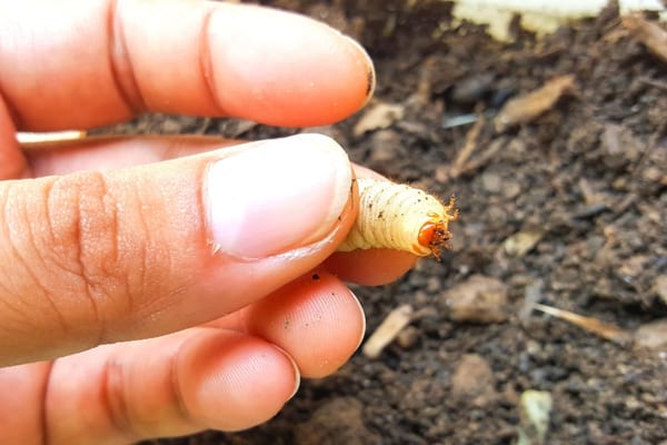 larve de hanneton dans une main