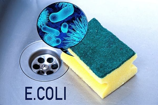 e.coli bacteria on a sponge