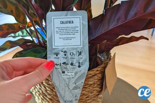 étiquette conseils entretien d'un calathéa