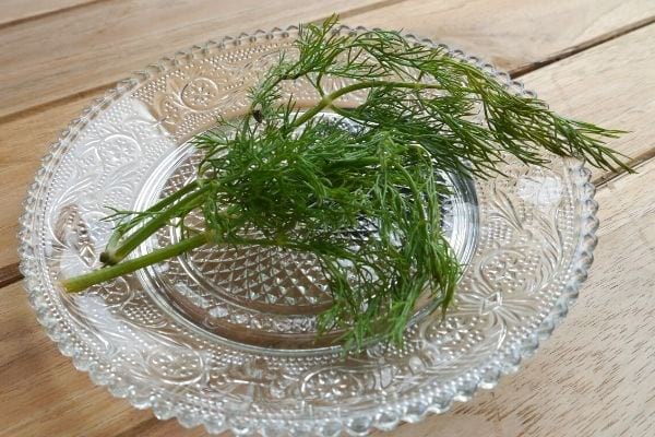 aneth lutte contre le stress