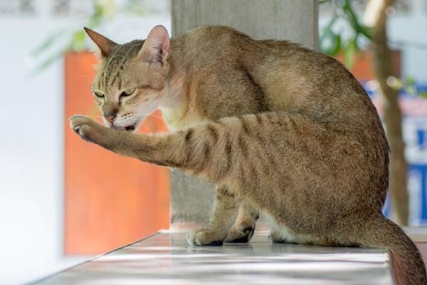 Katze trainieren