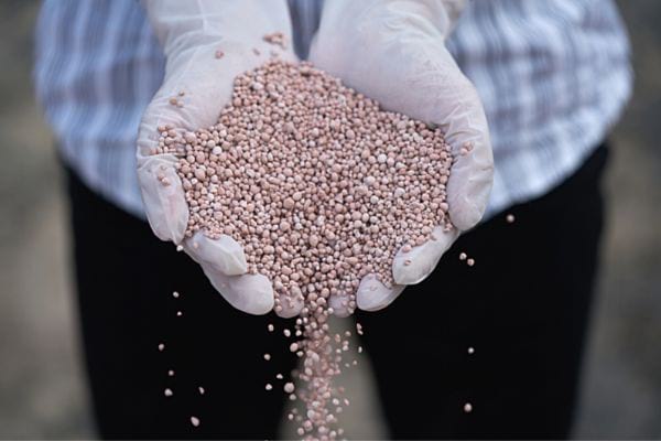 une personne avec des gants tient dans ses mains des grains pour fertiliser le sol